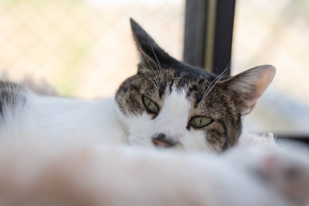 istock Cute cat relaxing by the window 2246291689