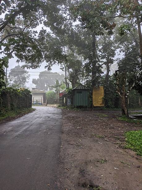 istock Foggy Entrance Path into Forested Area 2246292155