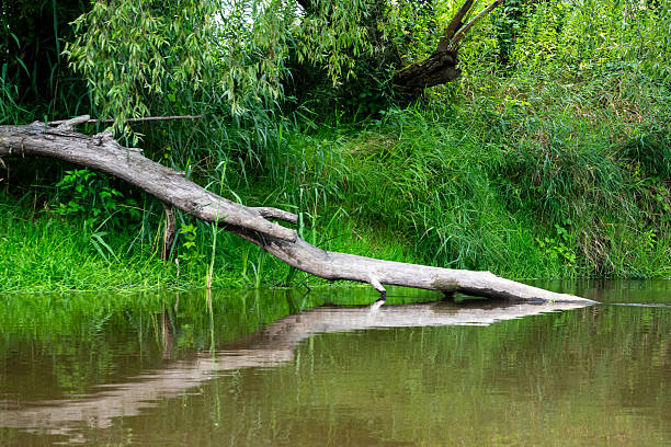 istock fallen tree in the river view admired on a kayaking trip down river Wieprz in Poland 2246293209