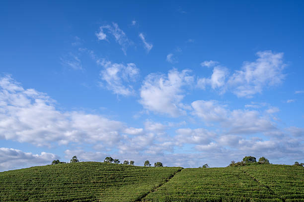 Mountain plantation under blue sky and white clouds