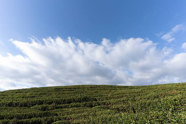 Mountain plantation under blue sky and white clouds