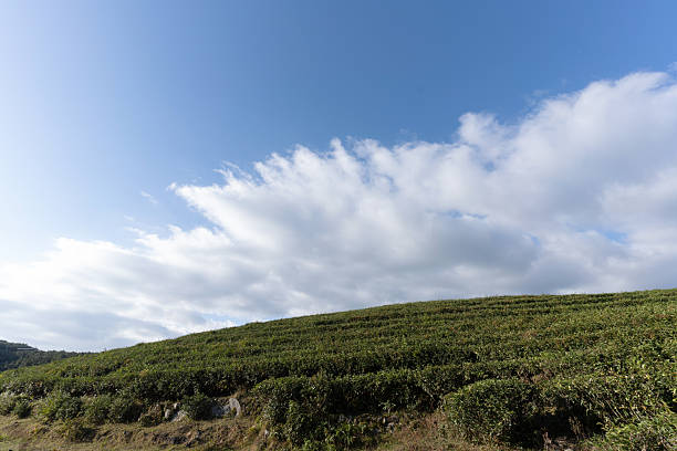 Mountain plantation under blue sky and white clouds