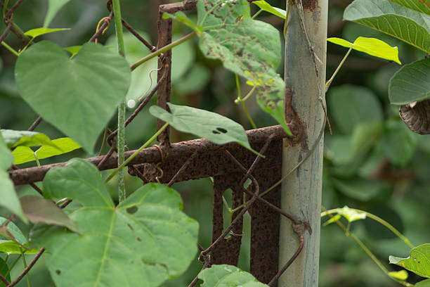 A close-up of fresh green leaves on a weathered, corroded metal fence. Concept of nature vs. industry or resilience.