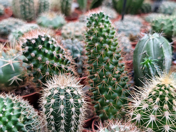 istock close-up of various green cacti with sharp spines growing in small pots on a shelf at a flower shop. A collection of desert plants showcasing the natural texture and diversity of cacti species. 2246294650