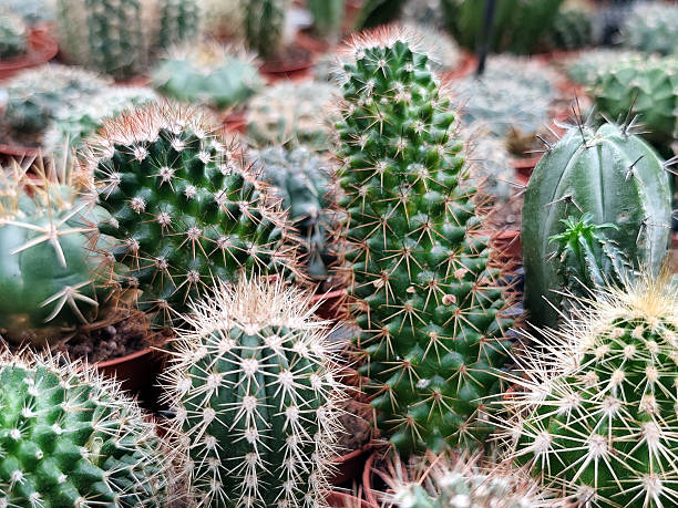 istock close-up of various green cacti with sharp spines growing in small pots on a shelf at a flower shop. A collection of desert plants showcasing the natural texture and diversity of cacti species. 2246294653