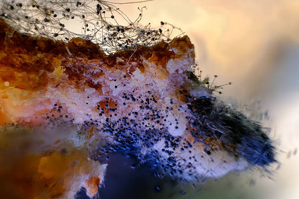 Fungal colonization: A three-dimensional view of mold growth with sporangiophores extended.