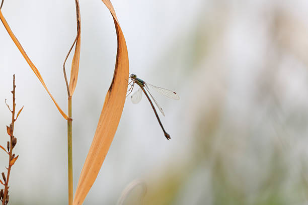 Dragonflies and damselflies are not just mesmerizing aerial acrobats; they play a crucial role in maintaining ecological sustainability. As natural predators, they help control mosquito and pest populations, reducing the need for chemical pesticides. Their presence also indicates clean water and healthy ecosystems, making them vital indicators of environmental health. Protecting their habitats supports biodiversity and promotes sustainable ecosystems.Location: Greater Noida, Uttar Pradesh (India)