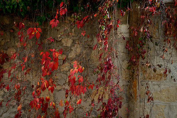Climbing ivy with vibrant red and orange autumn leaves cascading over an aged stone wall. The image captures the texture of weathered masonry and the natural contrast between the warm foliage and rough stone surface. Perfect for themes of nature, decay, seasons, and rustic charm.