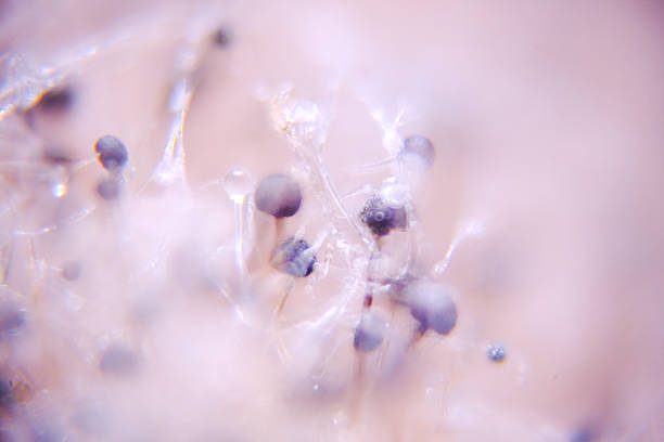 blue mold close up background, macro photography