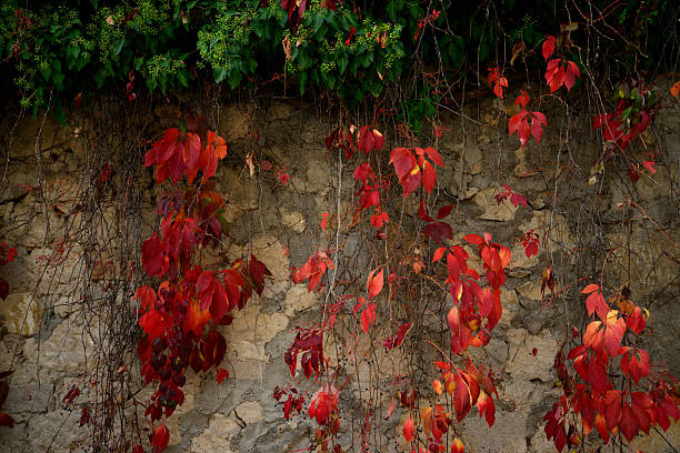 Climbing ivy with red and green leaves cascading down an aged stone wall. The composition highlights the contrast between the vibrant autumn foliage and the rough stone texture, symbolizing the balance between nature and architecture. Ideal for themes of decay, renewal, seasons, and natural beauty.