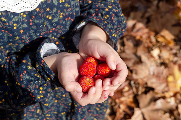 Ripe, red berries strawberry tree (Arbutus unedo) in children's hands close-up.