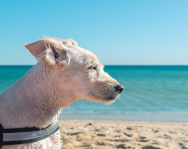 istock Small white dog relaxing on sandy beach on a sunny day 2246297232