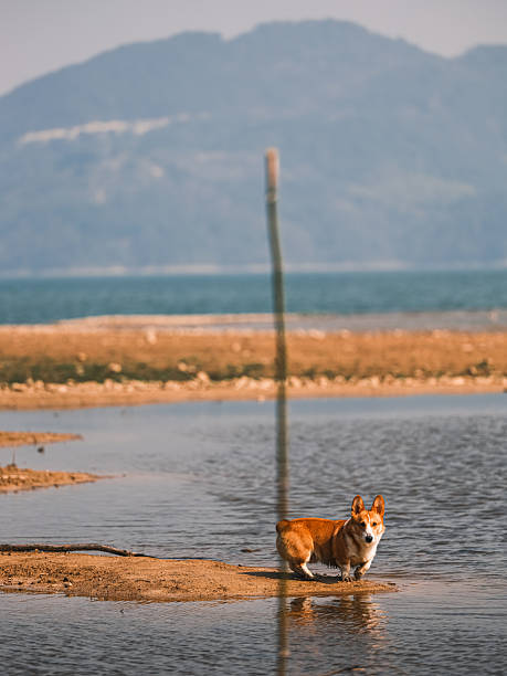istock Dogs playing outdoors 2246297281