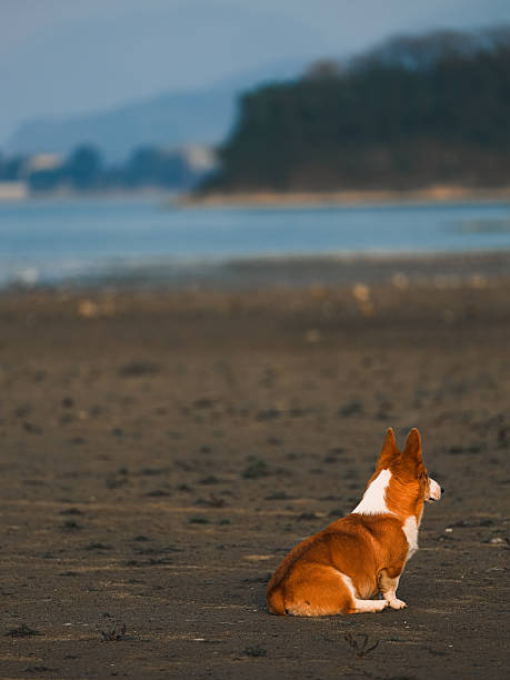 istock Dogs playing outdoors 2246297378