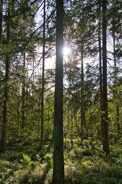 Sunbeams fall through tall trees onto the mossy forest floor dotted with ferns. Dense greenery and the play of light create a peaceful, natural atmosphere.