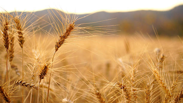 istock Summer wind on barley farm field under rocky mountain. 2246298346