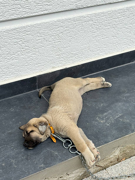 istock Baby kangal dog sleeping 2246298629