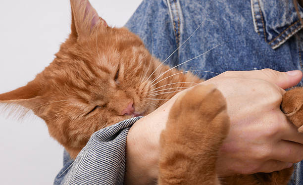 istock Domestic ginger cat playfully bites its owner's hand. 2246299283
