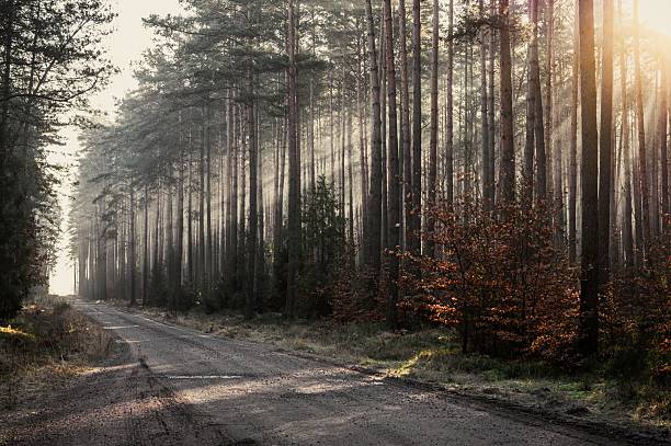 Sunlight filters through tall pine trees along a quiet forest road, creating a serene and tranquil atmosphere.