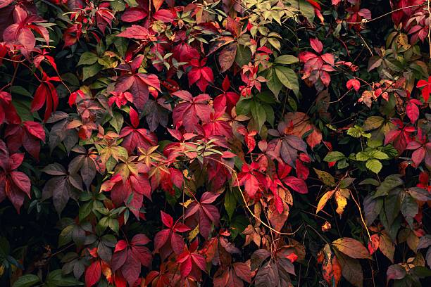 Vibrant autumn leaves in shades of red, orange, and green create a colorful natural background.