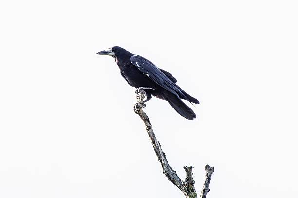 istock Solitary Crow on a Branch 2246300083