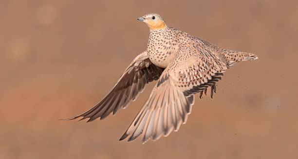 istock Sandgrouse in Flight with Detailed Plumage 2246301723