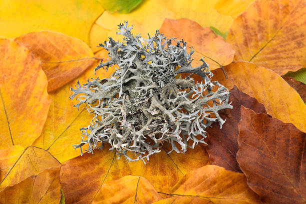 Iceland moss on dried leaves background