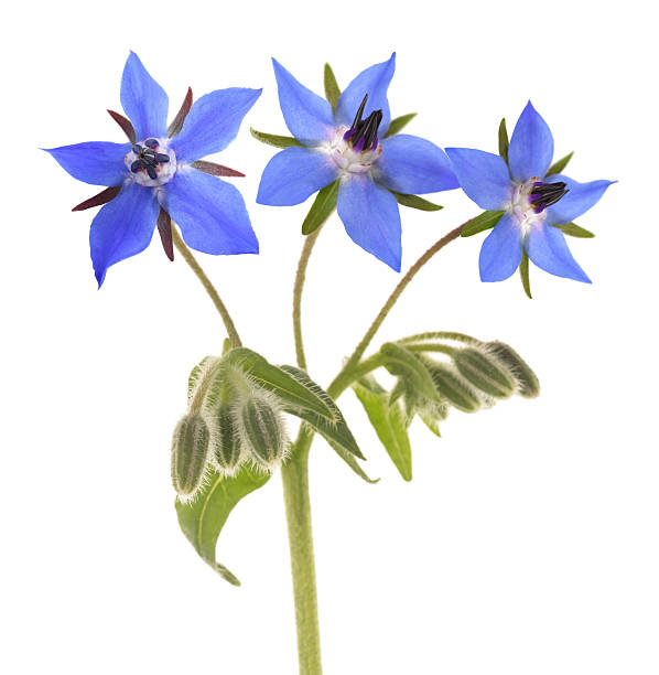 istock Borage plant with flowers 2246303663