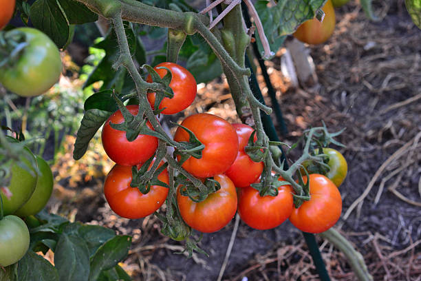 istock Ripe Cherry Tomatoes on the Vine in a Sunny Garden 2246303715