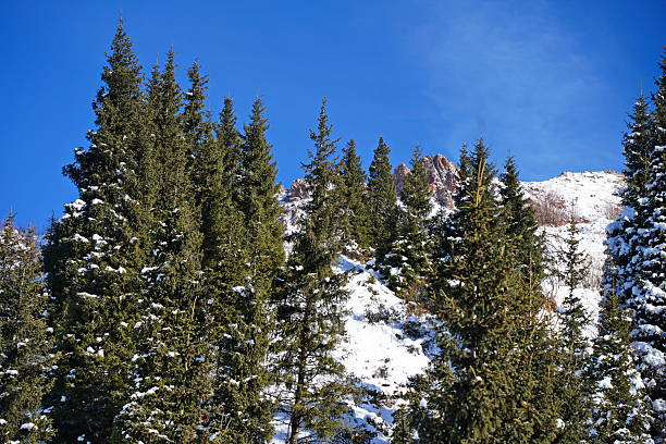 Medeo. A mountain gorge, with different vegetation and fir trees. First snow.
