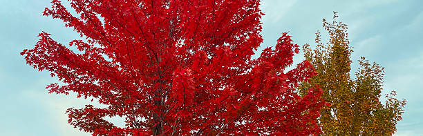 istock Beautiful autumn nature background, branches of maple tree with red leaves 2246305685