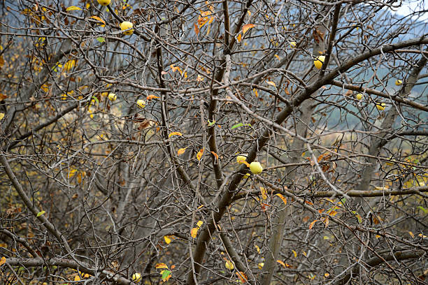 A close view of leafless tree branches holding a few yellow fruits in late autumn. The scene reflects the transition between fall and winter, highlighting natural simplicity, stillness, and the cycle of seasons. Ideal for concepts of decay, endurance, and nature’s quiet beauty.