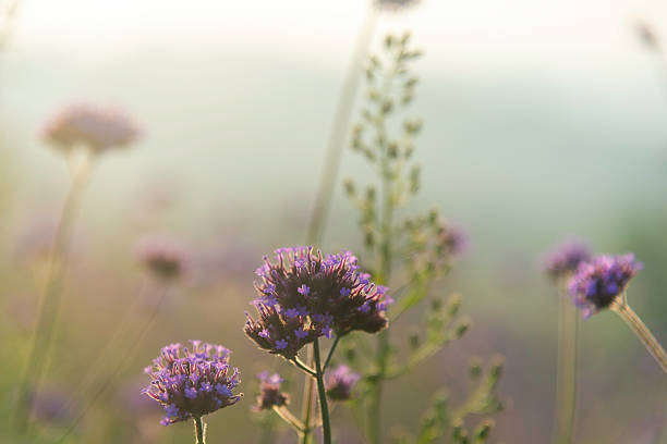 istock Landscape nature background beautiful flowers in spring 2246306851