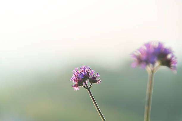 Landscape nature background beautiful flowers in spring