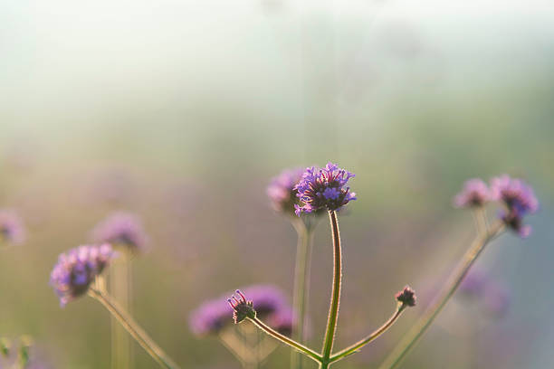 istock Landscape nature background beautiful flowers in spring 2246306869