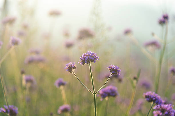 istock Landscape nature background beautiful flowers in spring 2246306870