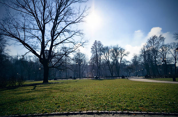 The image depicts a landscape with bare trees and sunlight shining in a clear sky. The branches of the trees are leafless, indicating a winter or early spring period. The sun is high in the sky, creating a glow with rays emanating from the center. The contrast between the dark silhouettes of the trees and the bright sky is striking, creating a dramatic effect. The background is a wide expanse of grass and low vegetation, with outlines of trees visible in the distance