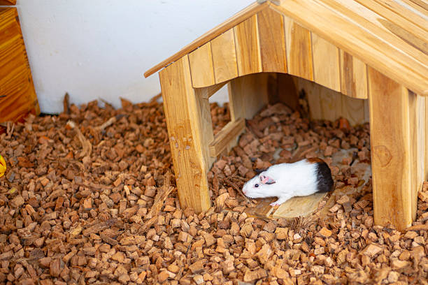 Cute baby guinea pig on a big home playing