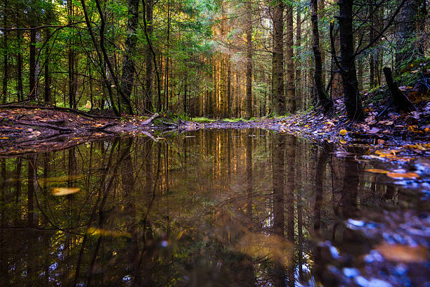 A peaceful scene in a Swedish forest features still water reflecting tall trees and vibrant foliage. Sunlight filters through the branches, creating a calm atmosphere.