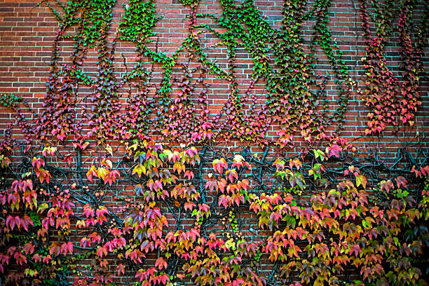 wild vine with red and green leaves climbing a brick wall.
