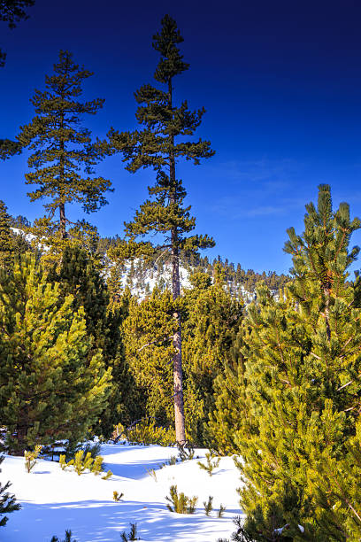 istock Snowy forest  in the French Pyrenees 2246311972