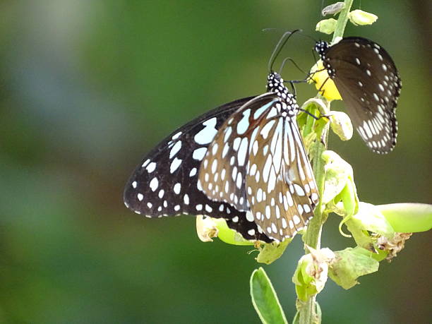istock THE BUTTERFLY INSECTS 2246312815