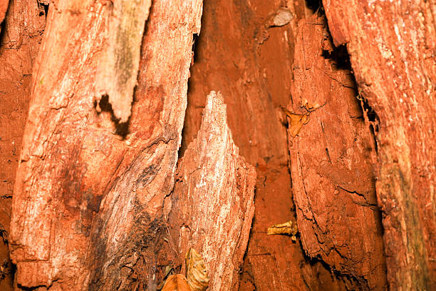 This close-up captures the texture of old, split wood featuring deep crevices and a rich, rust-red hue. The sharp edges and fibrous structure create a dramatic natural background, perfect for themes of decay, time, or natural design.