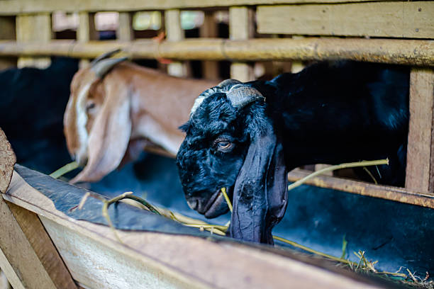Two goats one black and one brown are eating from a wooden trough inside their enclosure on a rural farm