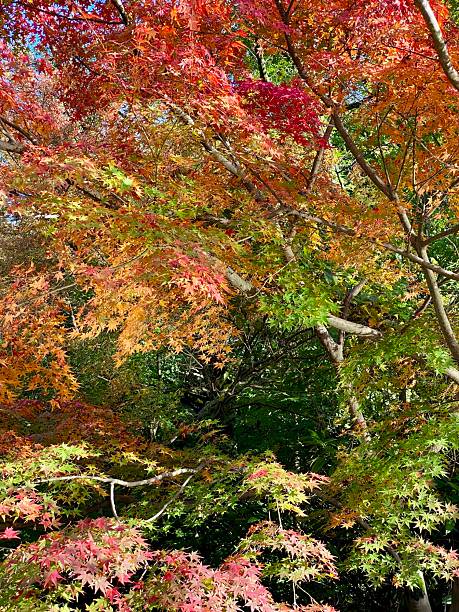 istock Shades of autumn 2246319610