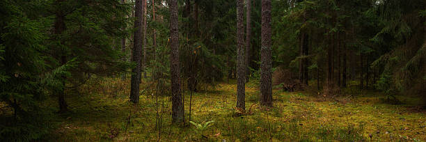 istock Deep coniferous forest. Widescreen panoramic photo of a natural autumn dense spruce-pine mossy fairytale woodland landscape. Picturesque side view in 15:5 format 2246320466