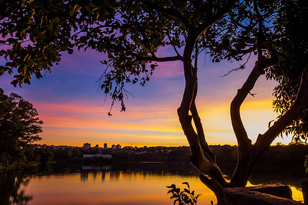 A breathtaking sunset scene featuring a vibrant sky of purple, pink, and orange hues reflected in calm waters. Silhouetted tree branches frame the view, with a distant city skyline glowing softly on the horizon. Perfect for themes of tranquility, urban nature, travel, romance, and evening beauty.