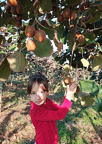 Kiwi plantation in Azerbaijan, Lankaran . High quality photo