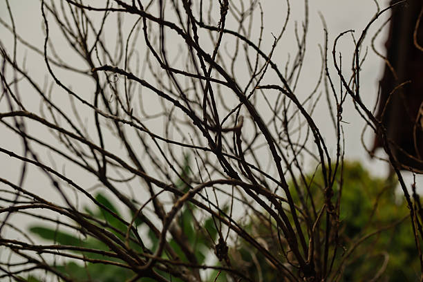 A stark image of bare tree branches against a soft gray sky evoking a sense of winter