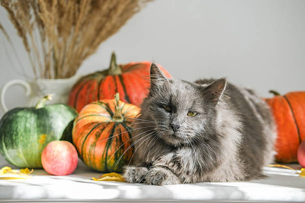 Fluffy gray cat sits on table surrounded by pumpkins, apples and dried plants, bathed in natural sunlight. Perfect for autumn, cozy and Thanksgiving themes